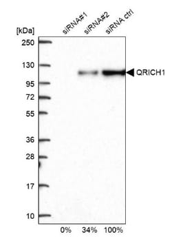 QRICH1 Antibody, Novus Biologicals 0.1mL; Unlabeled:Antibodies, Polyclonal